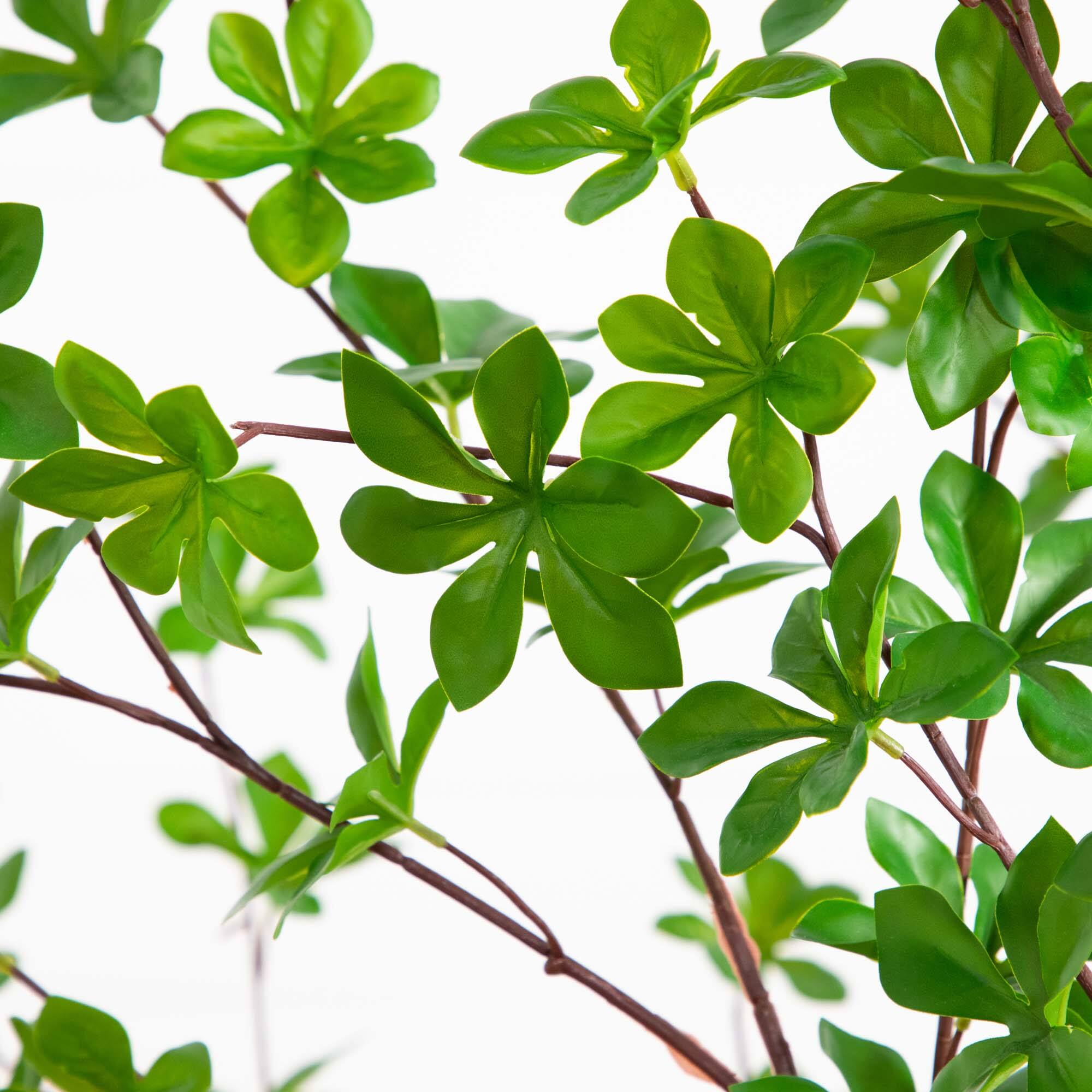 5ft. Enkianthus Tree in White Decorative Planter